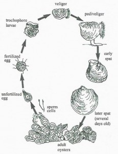 http://articles.extension.org/sites/default/files/styles/large/public/Oyster%20life%20cycle_1.jpg