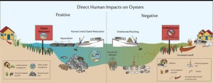 Oyster_human_impact_diagram_SM