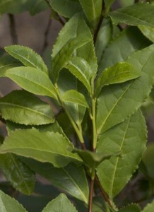 http://www.kew.org/science-conservation/plants-fungi/camellia-sinensis-tea
