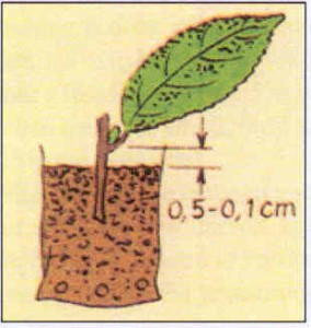 Illustration of Tea propagation
