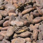 Cacao