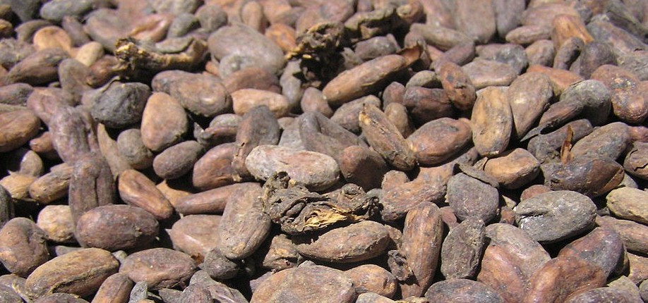 Cacao