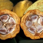 Cocoa beans in a cocoa pod.