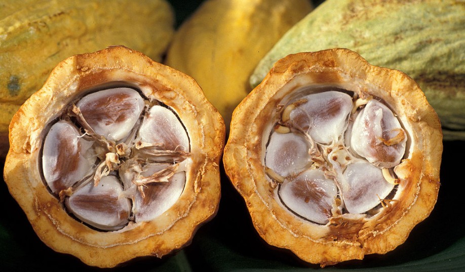 Cocoa beans in a cocoa pod.