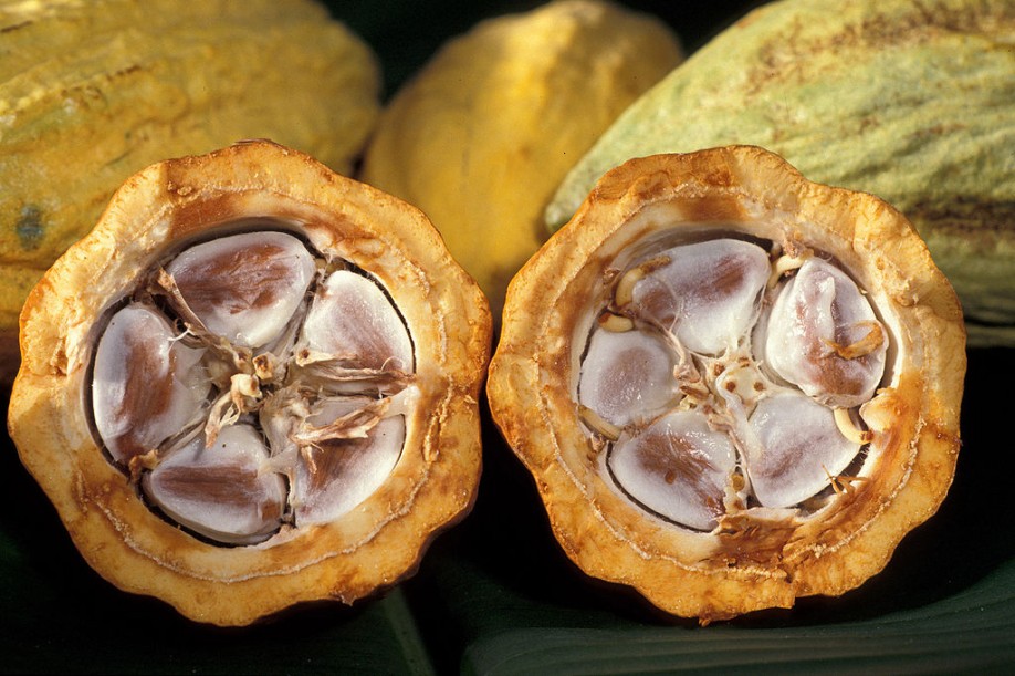 Cocoa beans in a cocoa pod.