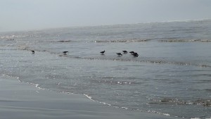 Birds in the ocean waves