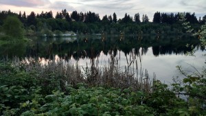 cattails with a lake and trees in the background