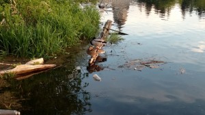 ducks standing on a log in the water