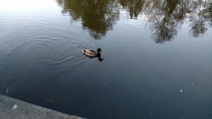 Duck swimming in a lake