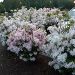 A bush with pale pink flowers