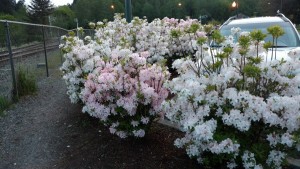 A bush with pale pink flowers