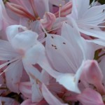 extreme close up of pale pink flowers