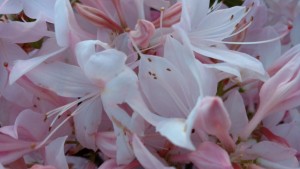 extreme close up of pale pink flowers