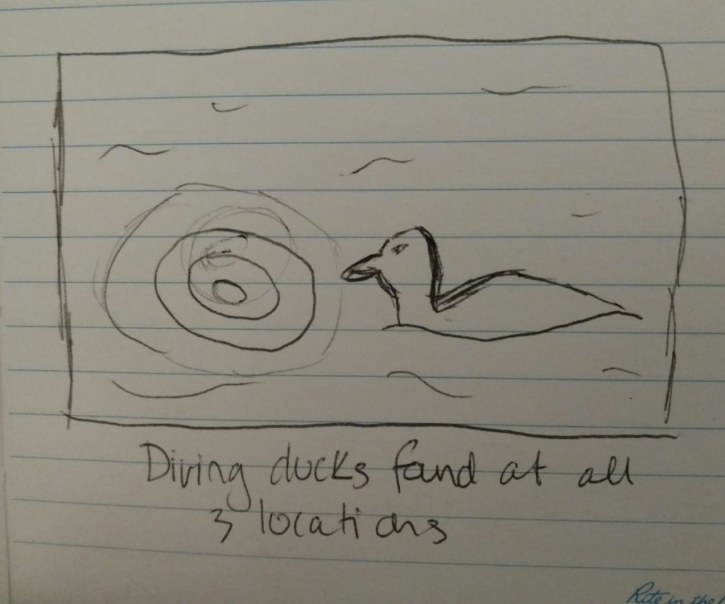 a quick drawing of the ducks, one had just gone underwater while the other remains floating on the surface