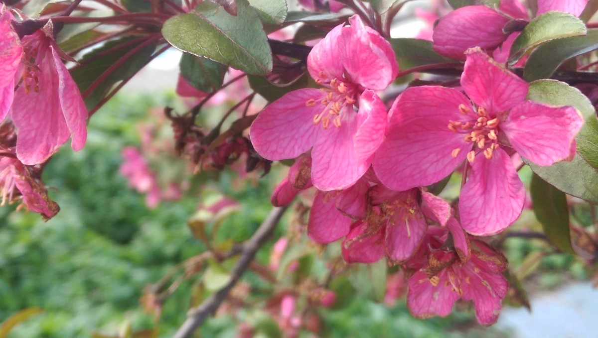 Flowers from one of the trees surrounding the park sign.