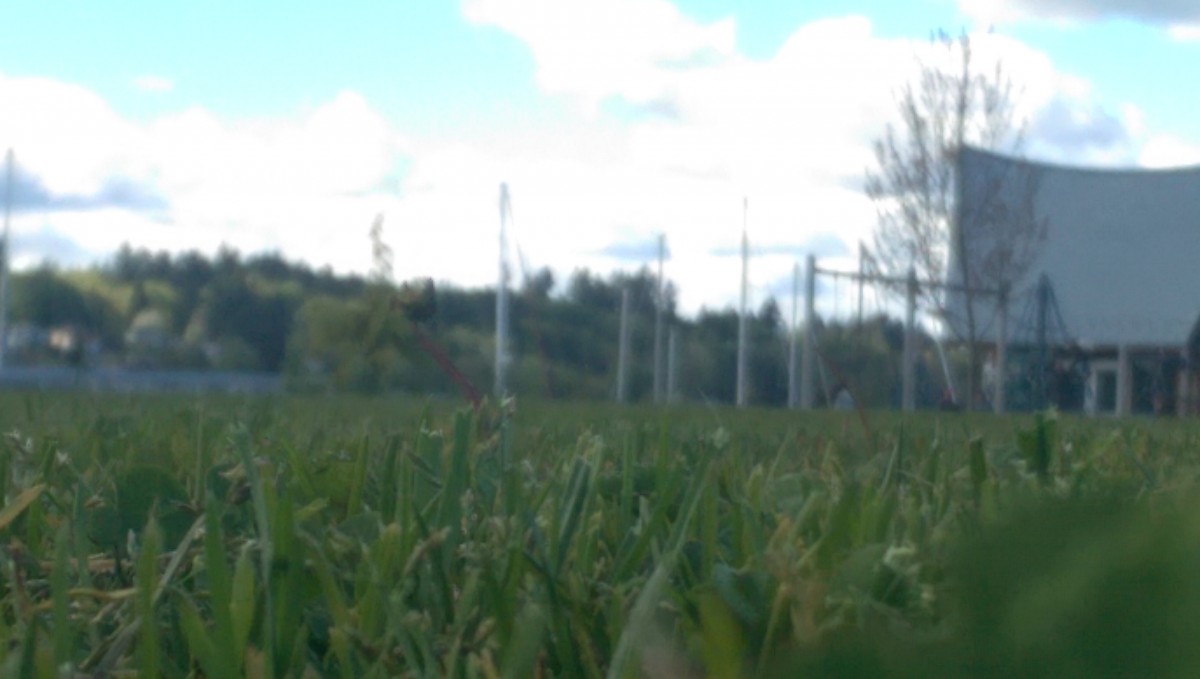 This is a view from the grass. I would imagine that an insect would get a similar view.