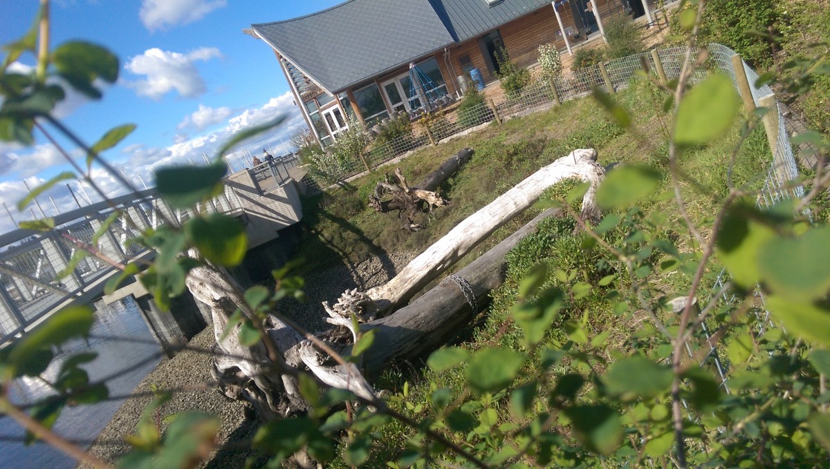 There was a small bridge, which had this downed tree under it. It was fenced off, leading me to believe that the water normally reached up to around that height.
