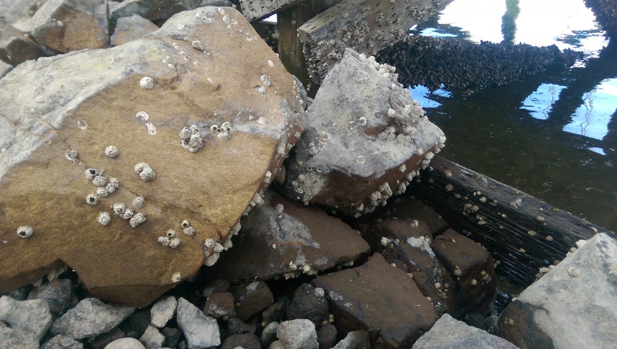 1/4 Barnacles under the docks 