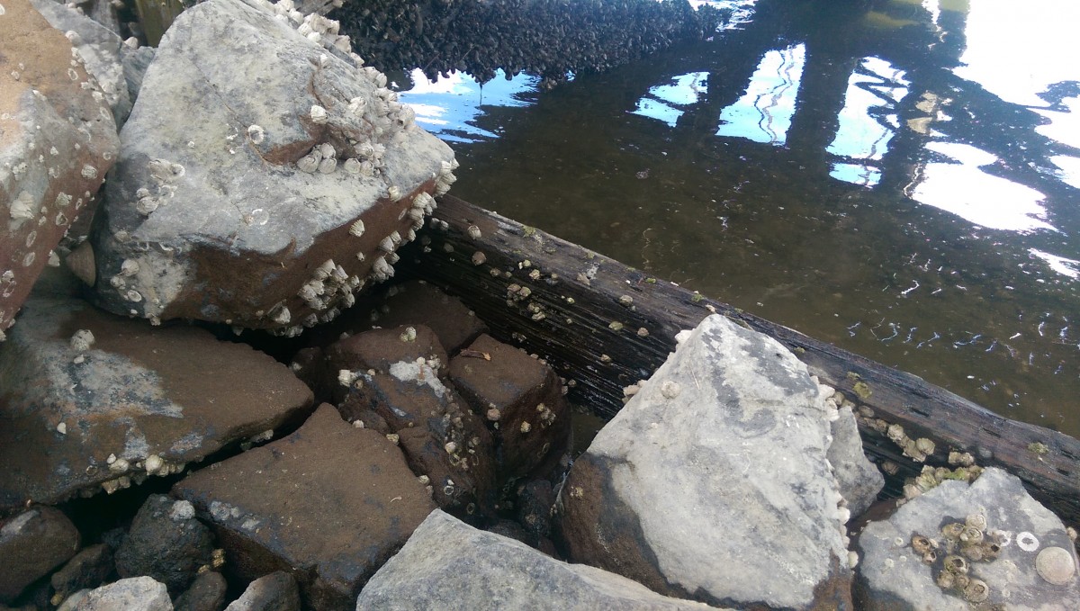 2/4 Barnacles on rocks and dock
