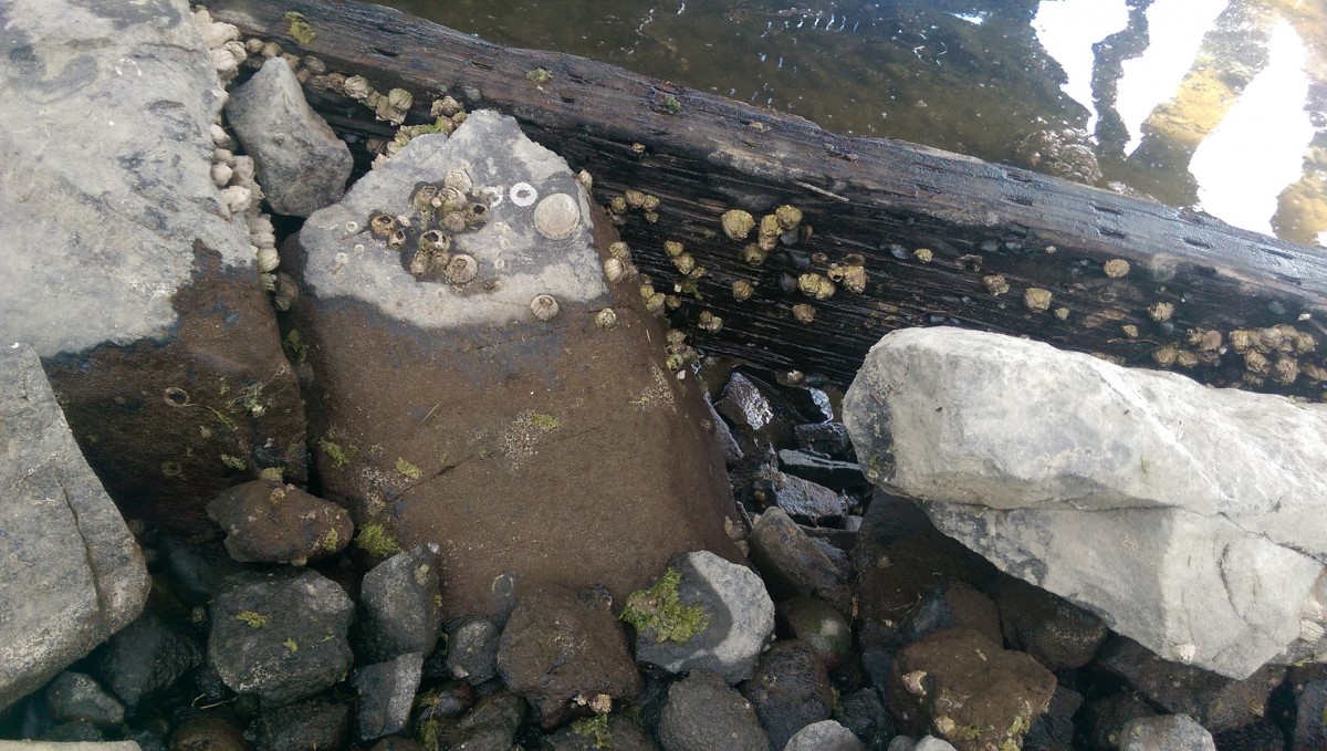 3/5 Another view of Barnacles on dock