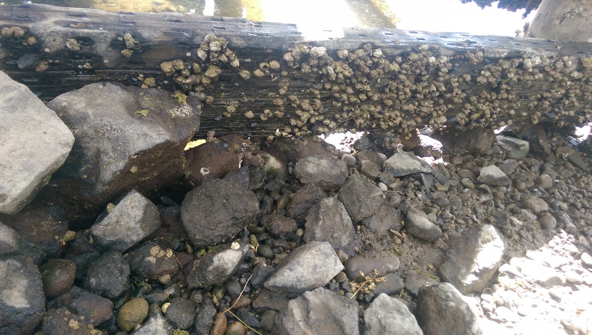 4/5 There are a lot of Barnacles here