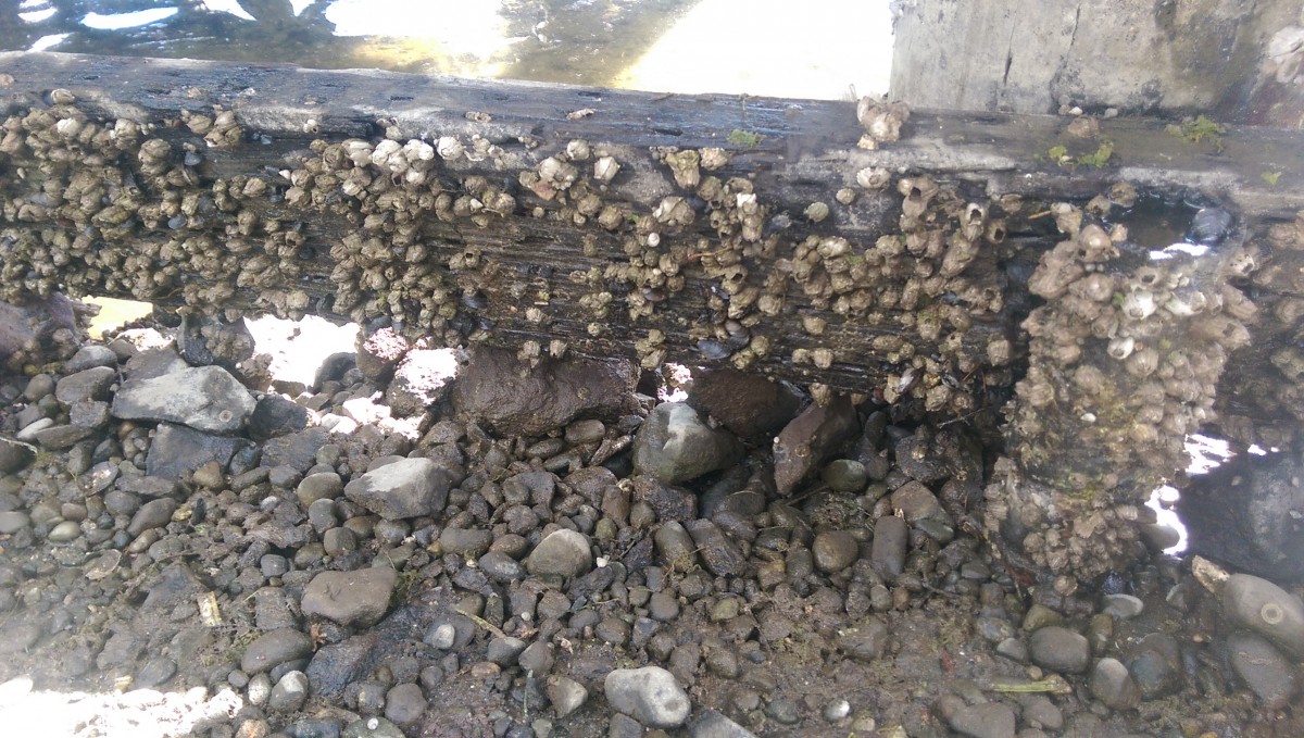 5/5 One last view of Barnacles under the dock