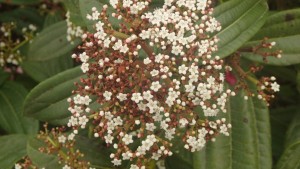 This photo is of the blooming flowers found in the bushes in the park. This photo is an extreme close up with a flat space composition. This picture represents a realistic style because it is common for flowers to appear in parks as a sign of visual beauty in nature. 