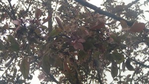 This is a picture of a dying flower. This is a extreme close up with a flat space composition. This photo has a realistic style because it shows the ending of a natural element. 