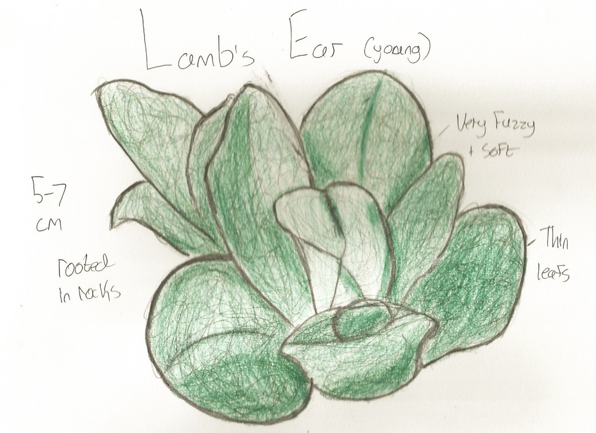 Lambs Ear