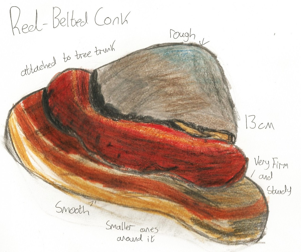 Red Belted Conk