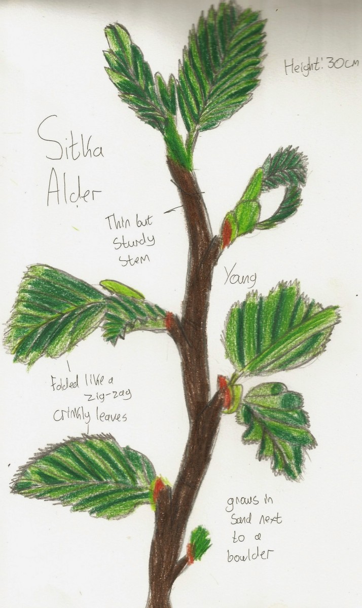 Sitka Alder