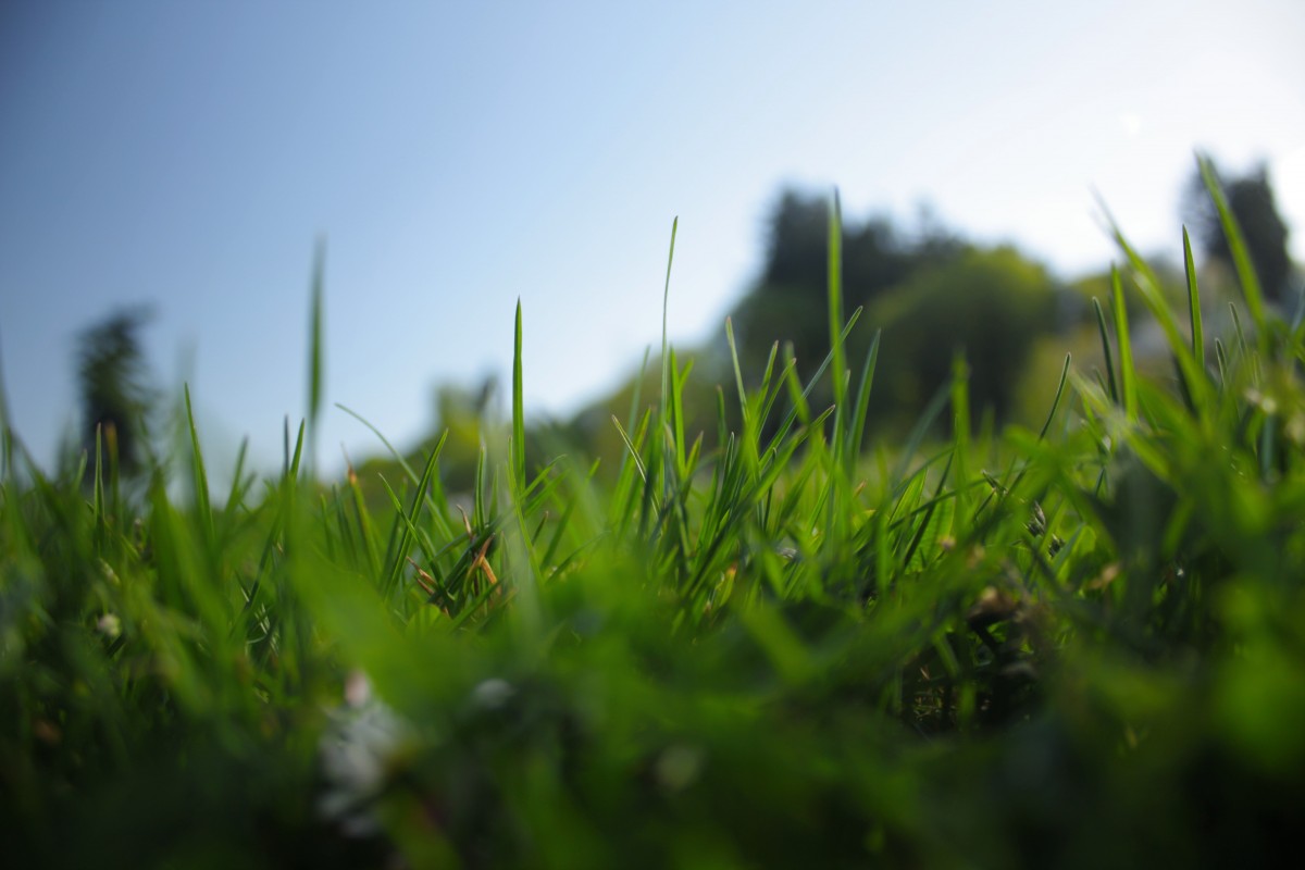 The point of view of an ant. Seems small and fragile, but truly holds the cycle of life on its shoulders. Despite its limited knowledge, I'm sure it is grateful for the protection of the grass blades 