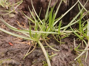 unidentified plant found on stump within waterline.