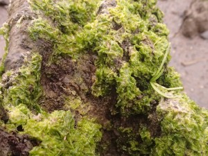 Seaweed found on wood chunk in waterline.