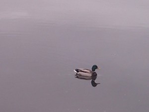 Duck swimming in the inlet. 