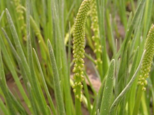 Unidentified plant found in area of study.