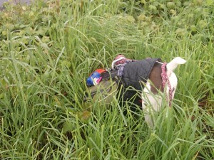 Monarch the dog of a homeless couple digging in the grass.