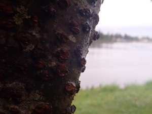 Close up tree near area of study.