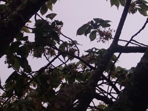 view of sky through of tree branches. 