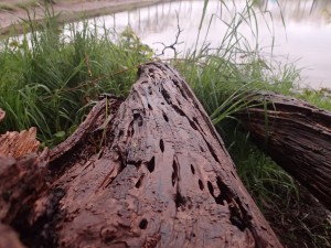 Old log near the water line