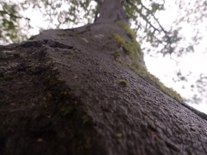 Tree in area of study.