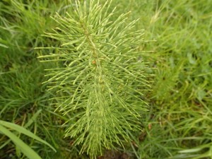 Horsetail found in area of study. (scientific name unknown)