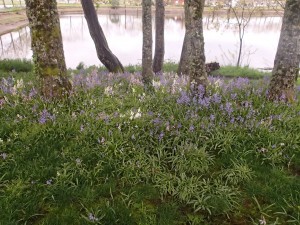 Flowers and other vegetation.