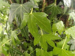 close up of ivy wrapping around a tree in the area of study.