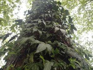 Ivy wrapping around trees in area of study.