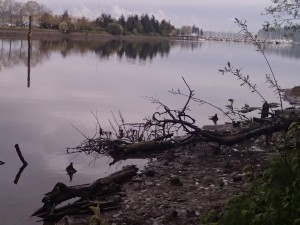 Mudflat with fallen trees leading into it.