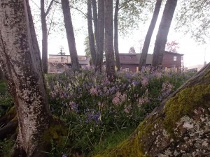 Another view of the flowers and vegetation. 