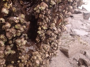 Barnacles living on wood within the water line