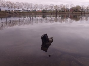 log sticking out of water, and view of the water.