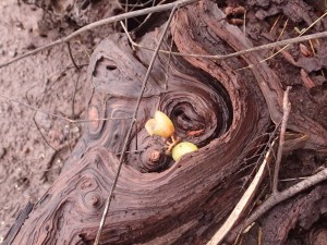 Half eaten grapes left on gnarled roots.